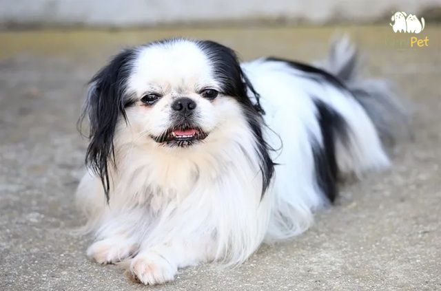 Chó lông xù nổi tiếng với sự dễ thương và thân thiện.