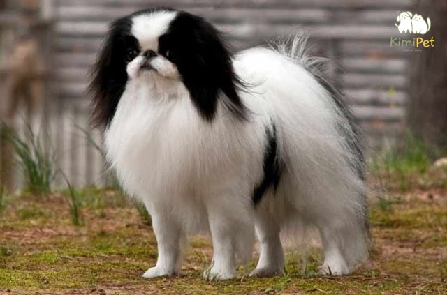 Chó lông xù màu trắng là lựa chọn hàng đầu cho những ai yêu thích sự tinh khôi và nhẹ nhàng.