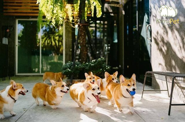 Chó Corgi thuần chủng thường nhanh nhẹn, thân thiện và thích chơi đùa.