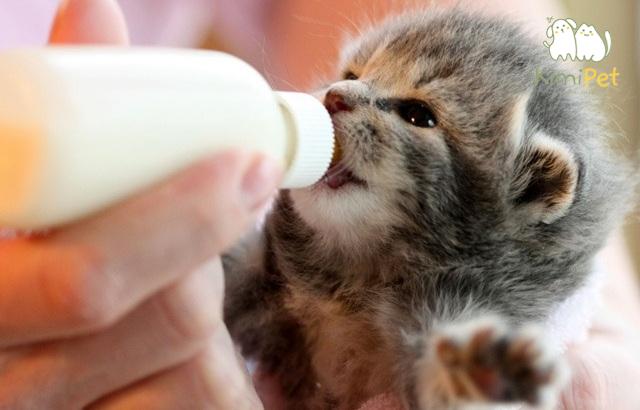 Khi mèo mẹ không có khả năng cho con bú, việc lựa chọn sữa thay thế là rất quan trọng.