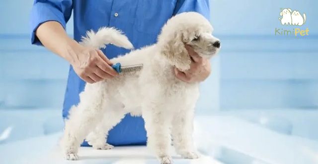 Lông chó bị vón cục là tình trạng phổ biến, đặc biệt ở những giống chó lông dài hoặc dày.