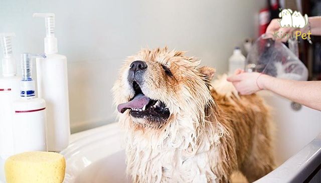 Lông chó bị vón cục không chỉ làm mất thẩm mỹ mà còn gây khó chịu cho thú cưng.