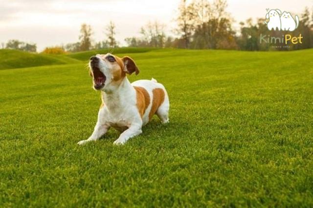 Dạy chó sủa người lạ là ký năng quan trọng để phòng ngừa tình huống không mong muốn.