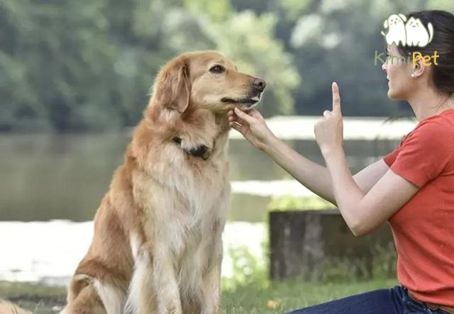 Quá trình huấn luyện giúp chó học kỹ năng mới và là cơ hội để bạn và thú cưng gắn bó hơn.