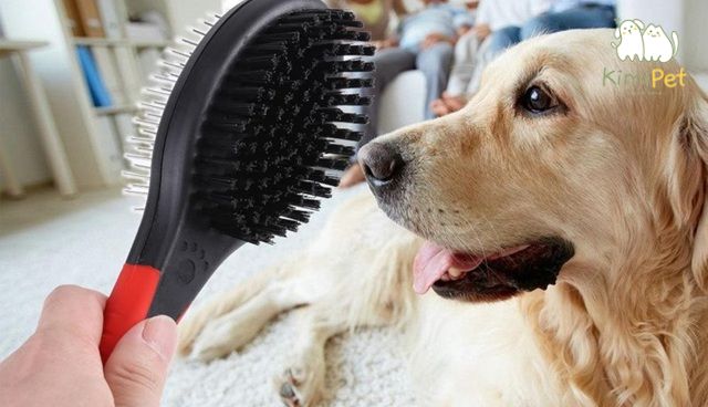 Để xử lý lông chó bị vón cục một cách hiệu quả, bạn cần chuẩn bị kỹ lưỡng cả về dụng cụ.