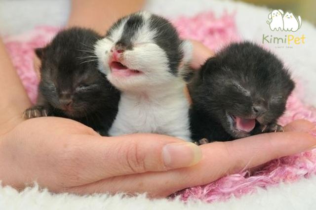 Mèo con mới đẻ cần một không gian sống yên tĩnh, ấm áp và an toàn.