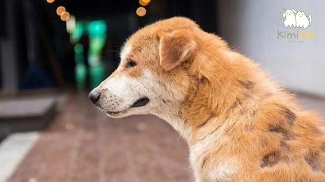 Có nhiều nguyên nhân dẫn đến hiện tượng chó bị ngứa rụng lông.