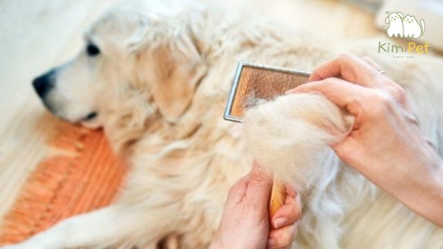 Chó bị ngứa không nên ăn gì?