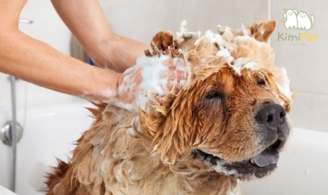 Để xử lý tình trạng lông chó bị vón cục, bạn cần thực hiện từng bước một cách cẩn thận và kiên nhẫn.