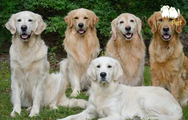Golden Retriever là giống chó được yêu thích bởi tính cách hiền lành và thông minh
