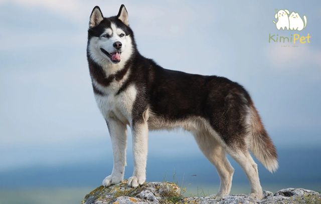 Husky thuần chủng rất hiền lành, không có bản tính hung dữ.