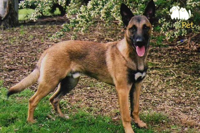 Chó Malinois thường có các màu như nâu vàng nhạt, màu gỗ, nâu tanin với mặt và tai màu đen