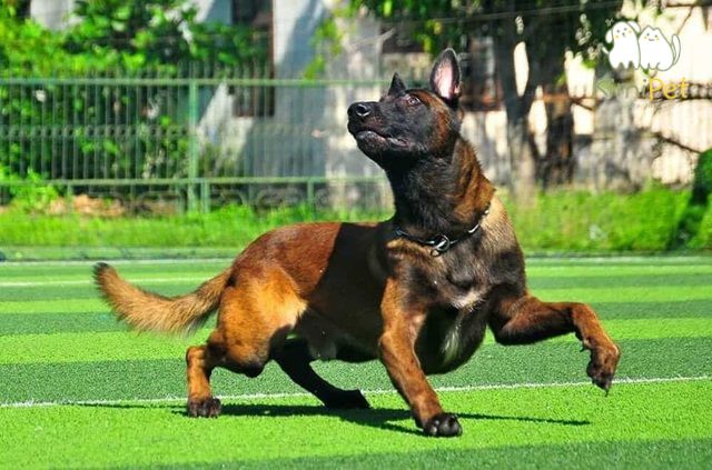 Chọn chó Malinois qua tính cách