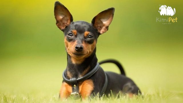 Chó Phốc Hươu có ngoại hình nhỏ nhắn, nhanh nhẹn và được nhiều người yêu thích.