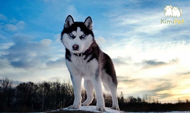 Trên thị trường có nhiều giống chó Husky lai với các loài khác nhau, gây khó khăn trong việc nhận biết.