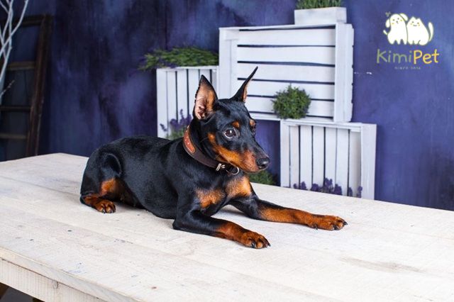 Chó Phốc Hươu rất lanh lợi, dễ huấn luyện và trung thành với chủ.