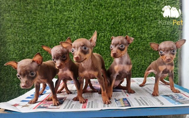 Chó Phốc Hươu thuần chủng có lông ngắn và bóng mượt.