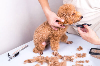 Cạo lông mèo hết bao nhiêu tiền? Tạo kiểu lông đẹp mắt theo ý muốn của “Sen”, giúp thú cưng gọn gàng và thoải mái hơn.