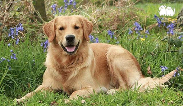Nên mua chó Golden tại những trại chó uy tín