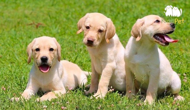 Labrador luôn là lựa chọn lý tưởng cho người yêu thích thú cưng.