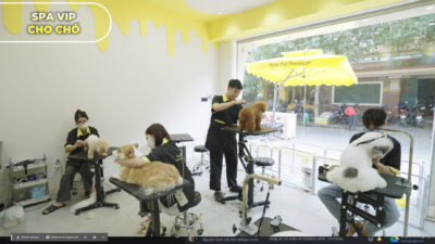 dịch vụ cắt tỉa lông chó mèo