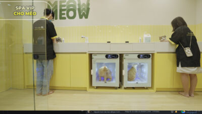 dịch vụ cắt tỉa lông chó mèo