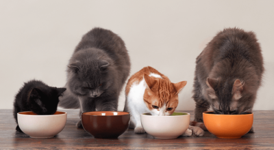 Các loại vitamin và dưỡng chất thiết yếu giúp mèo khỏe mạnh, đẹp lông và tăng cường miễn dịch toàn diện.