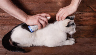 Chăm sóc đúng cách sau khi tắm giúp mèo bị nấm hồi phục nhanh và ngăn ngừa tái phát.