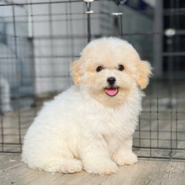 Chó Poodle mới có nên cạo lông