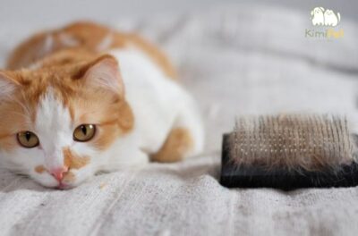 cạo lông mèo có tác dụng gì