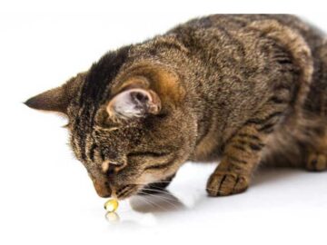 Viên dầu cá DR.VET hỗ trợ sức khỏe tim mạch, cải thiện làn da và giúp lông mèo bóng mượt.