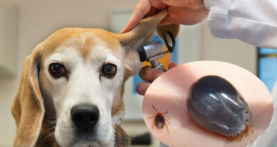 Ve chó là những loài côn trùng hút máu, họ hàng với nhện và bọ ve