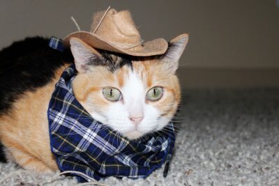 Mèo tam thể đực – hiếm và độc đáo với bộ lông ba màu.