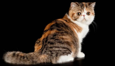 Mèo tam thể Ba Tư lông ngắn đực có bộ lông ba màu đặc trưng và tính cách dịu dàng.