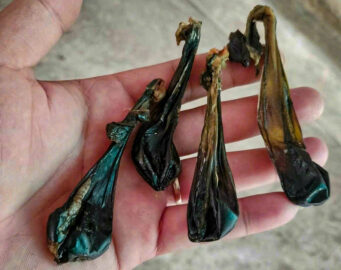 Nhau mèo là phần nhau thai bao bọc mèo con khi sinh.