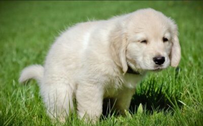 Vì sao cần huấn luyện chó đi vệ sinh đúng chỗ?