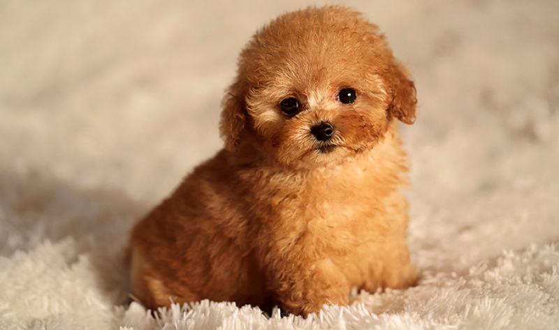 Chó con bao nhiêu ngày mở?