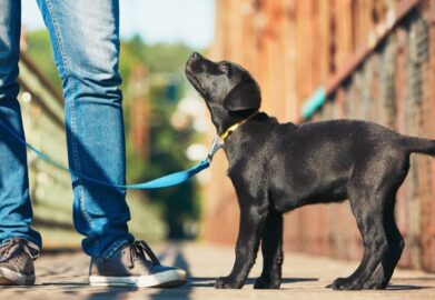 Vì sao kích thước lại ảnh hưởng đến tuổi thọ của chó