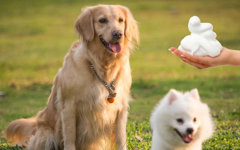 Có nên tắm khô cho chó?