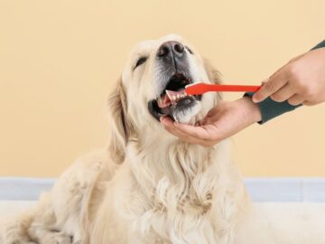 Tại sao việc đánh răng cho chó lại quan trọng đến vậy?