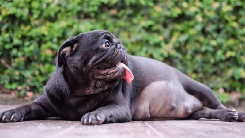 Dấu hiệu chó mang thai lần đầu