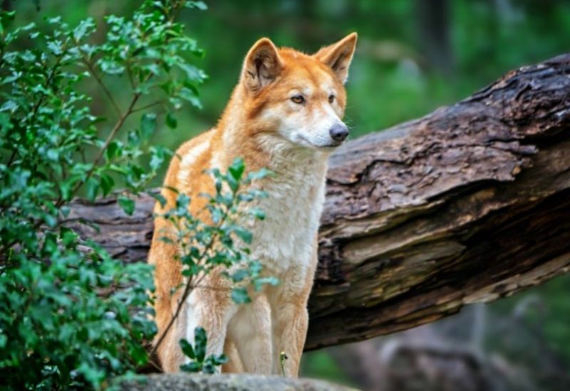 Các giống chó vùng cao nổi tiếng