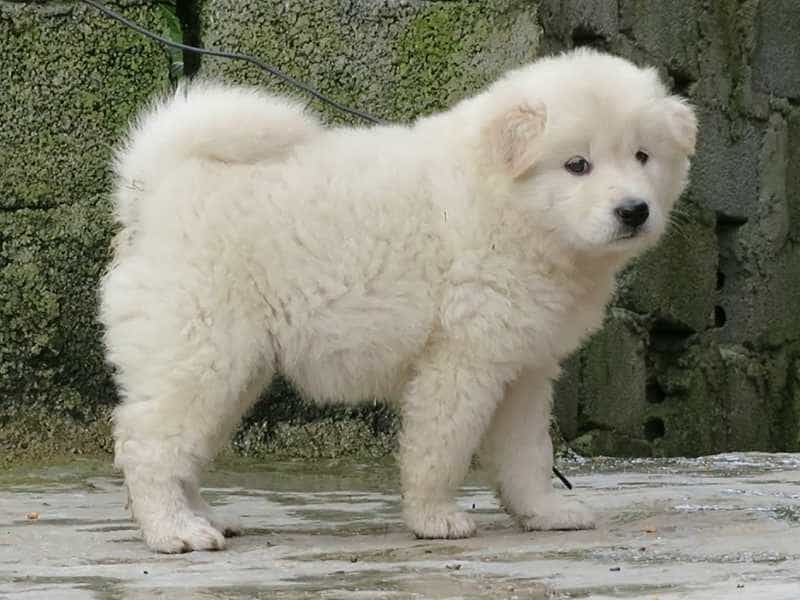 Các giống chó vùng cao nổi tiếng