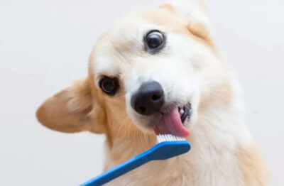 Hướng dẫn chi tiết cách đánh răng cho chó tại nhà
