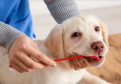 Kem đánh răng cho chó có nuốt được không?