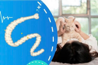 Phác đồ tẩy giun cho chó mèo trưởng thành