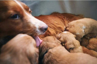 Những lưu ý quan trọng khi bổ sung Canxi cho chó mèo