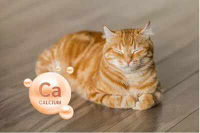 Canxi cho chó mèo