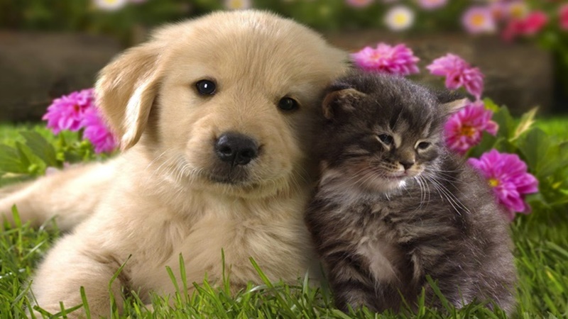 Chó hay mèo thông minh hơn