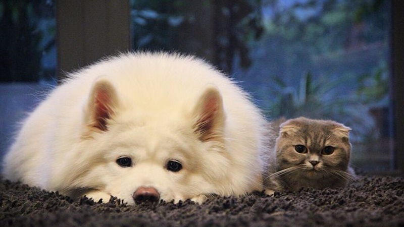 Chó hay mèo thông minh hơn?